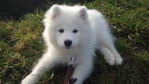 Stella's name story for Samoyed Dog Names