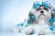 Shih Tzu Dog Names Popular Male And Female Names Wag 