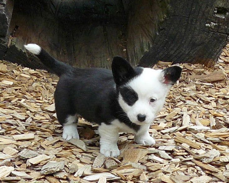 Eclipse is my new puppy! she is a black and white corgi. she is very smart and the perfect cuddle buddy!'s name story for Space Inspired Dog Names