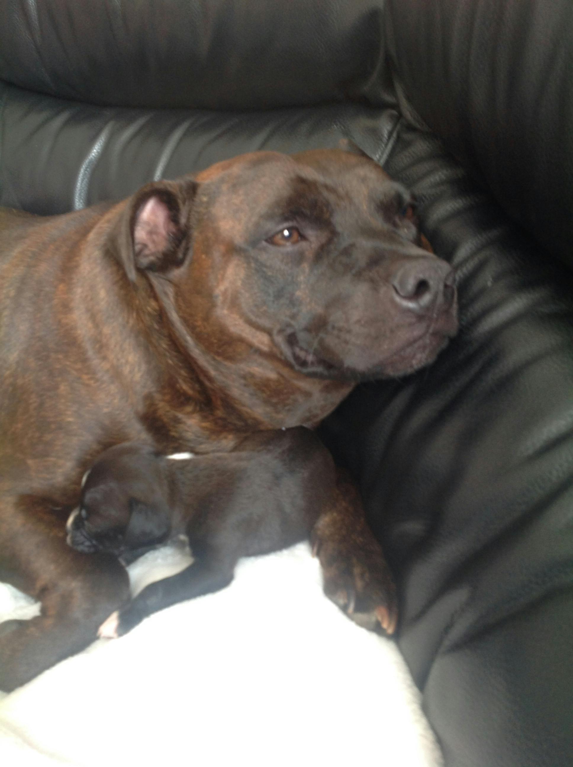 Tank's name story for Staffordshire Bull Terrier Dog Names