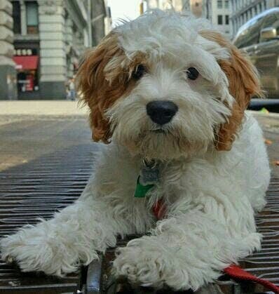 Muffin's name story for Tibetan Terrier Dog Names