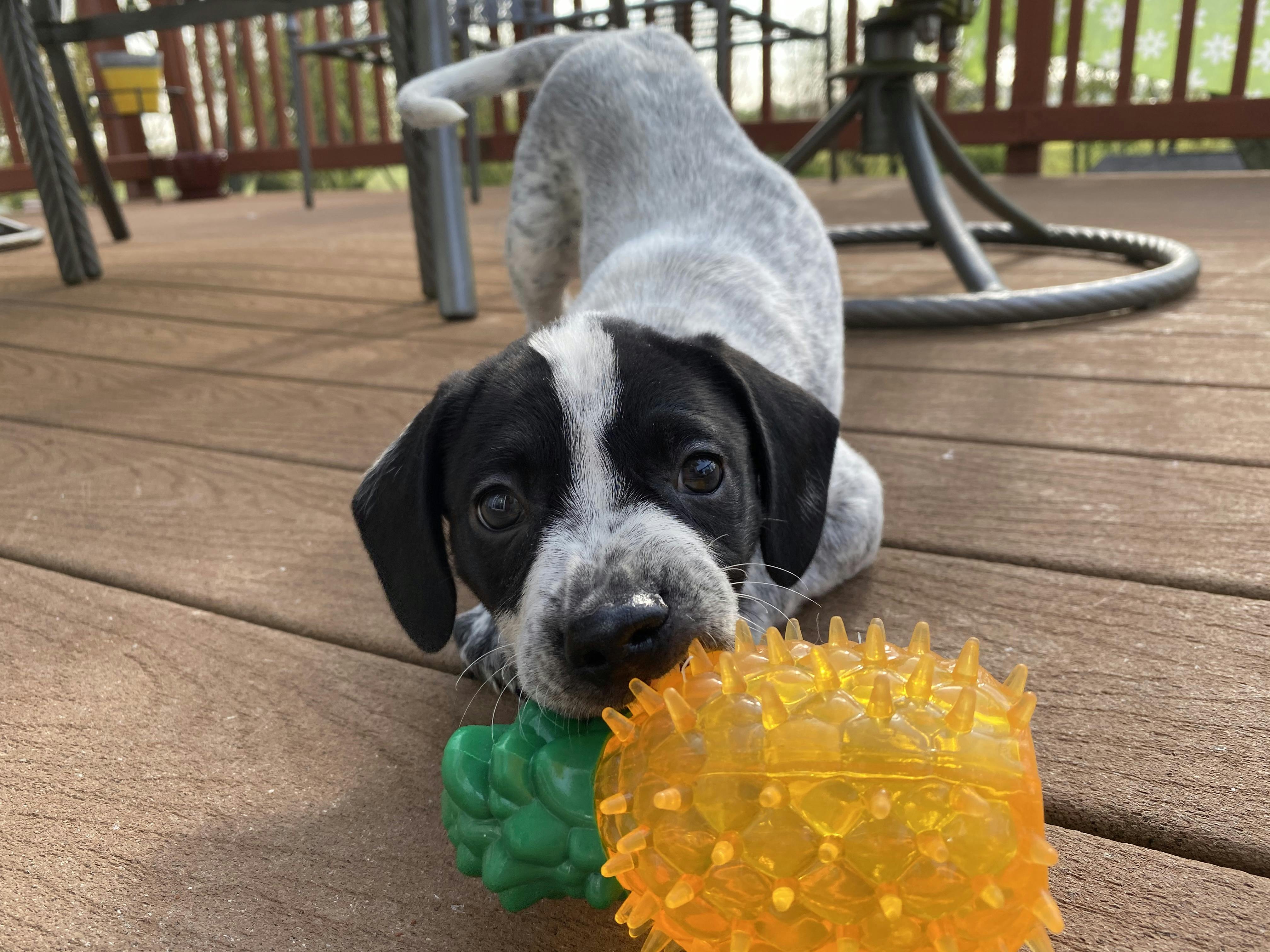 Willow's name story for Tree Inspired Dog Names