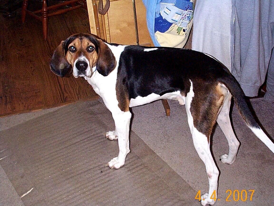 Boomer's name story for Treeing Walker Coonhound Dog Names