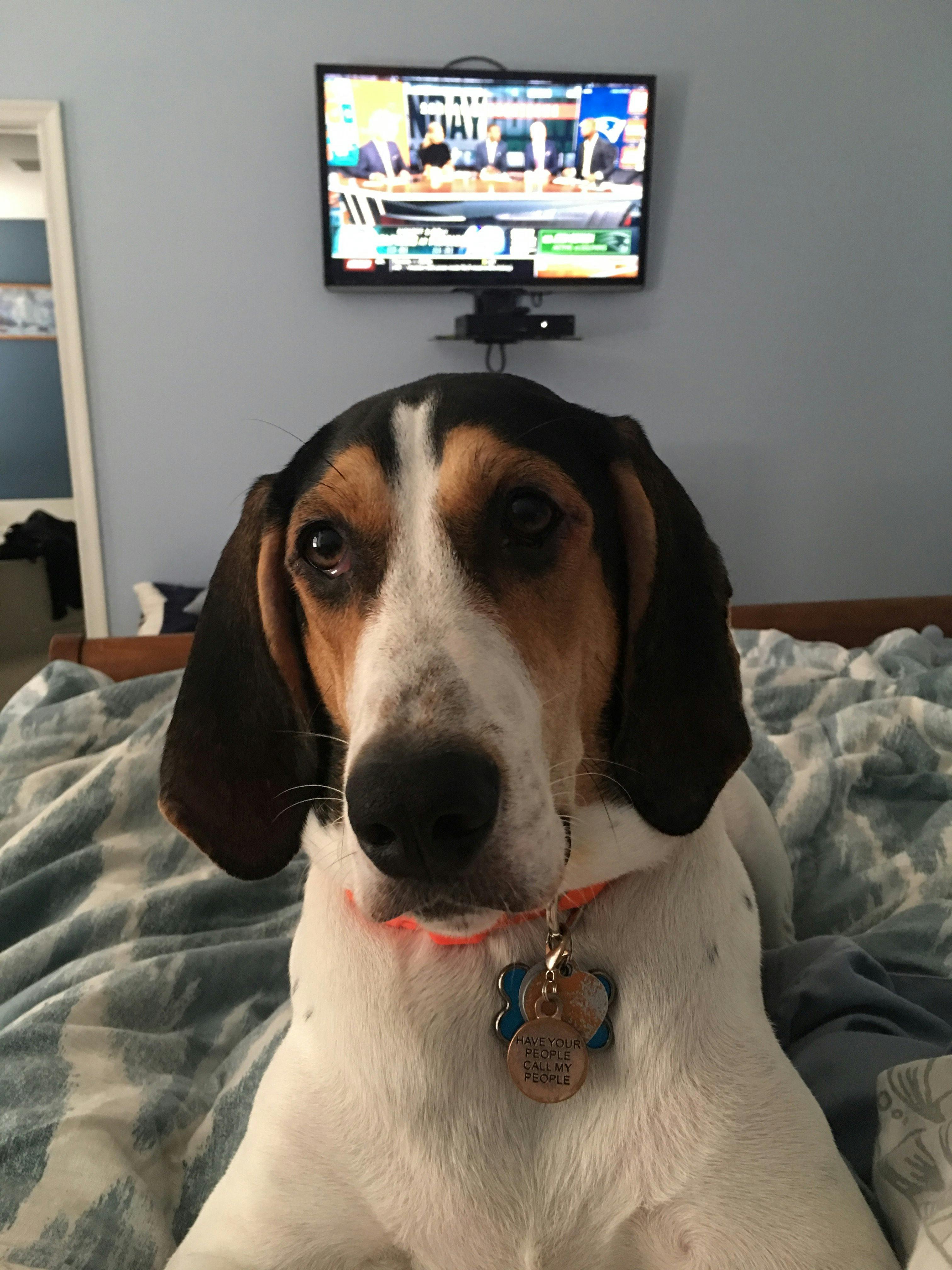 Odie's name story for Treeing Walker Coonhound Dog Names