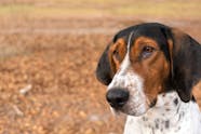 Treeing Walker Coonhound Dog Names Popular Male And Female Names Wag 