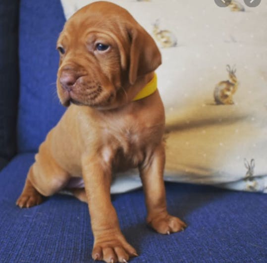 Arrow's name story for Vizsla Dog Names