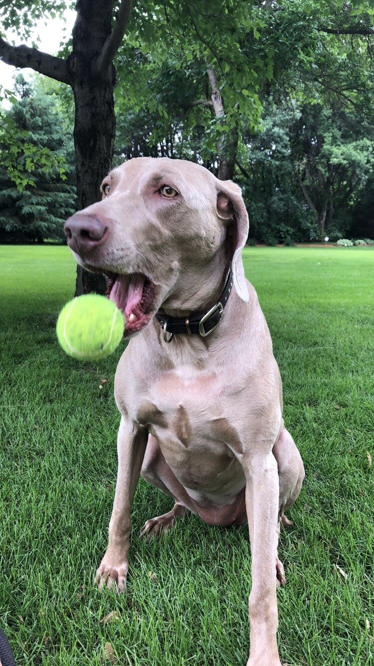 Best weimaraner hot sale names