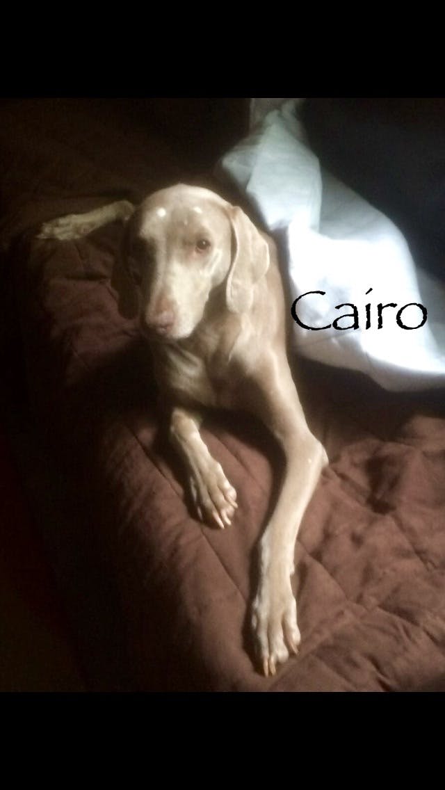 Cairo's name story for Weimaraner Dog Names