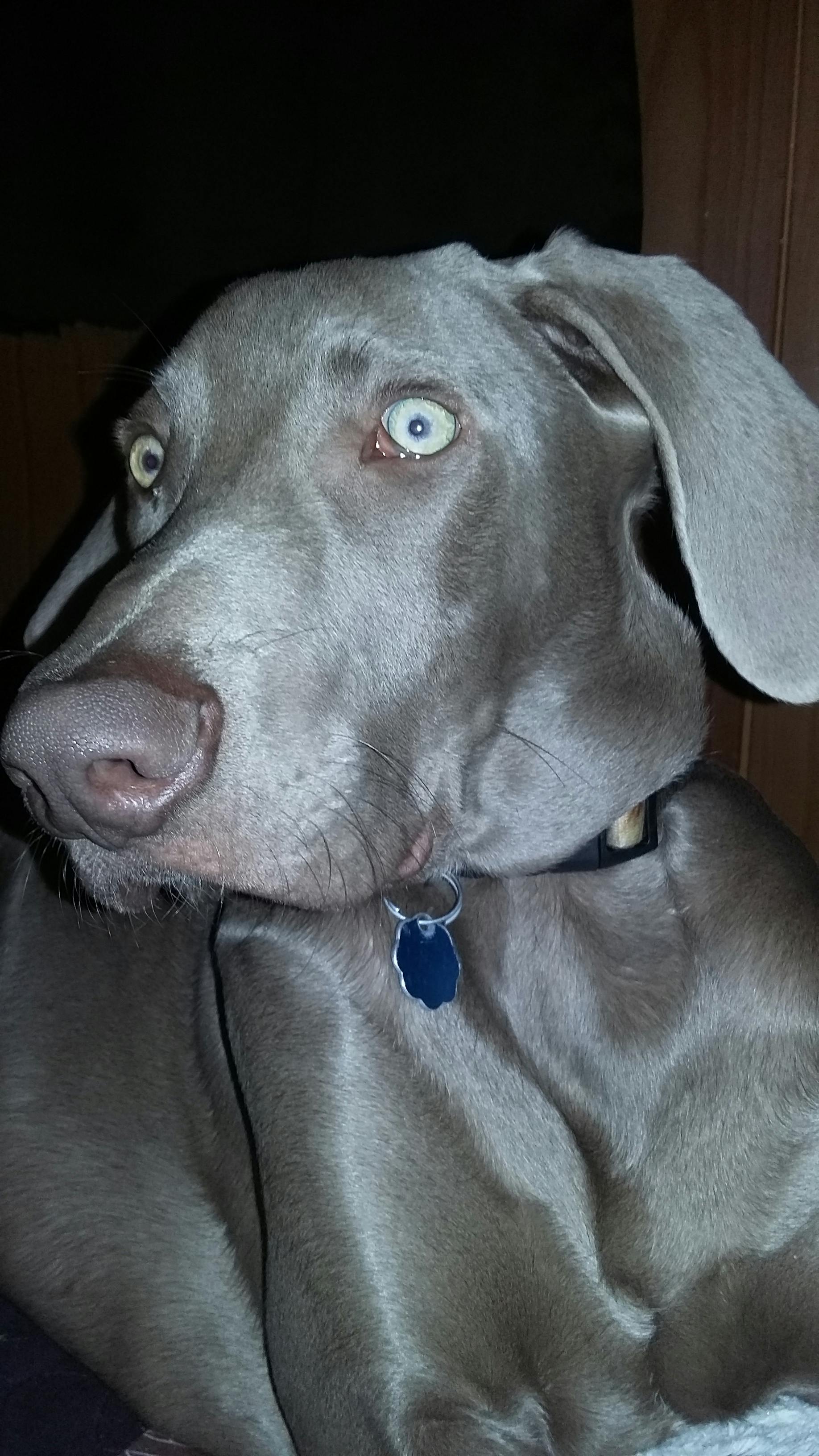 Fletcher's name story for Weimaraner Dog Names