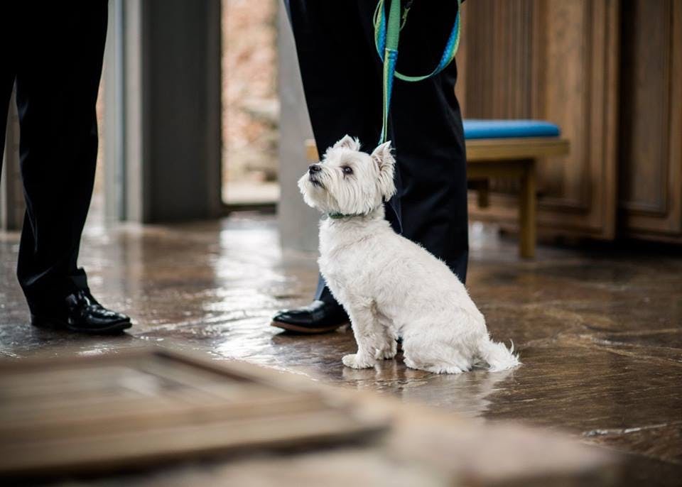 Moose's name story for West Highland White Terrier Dog Names