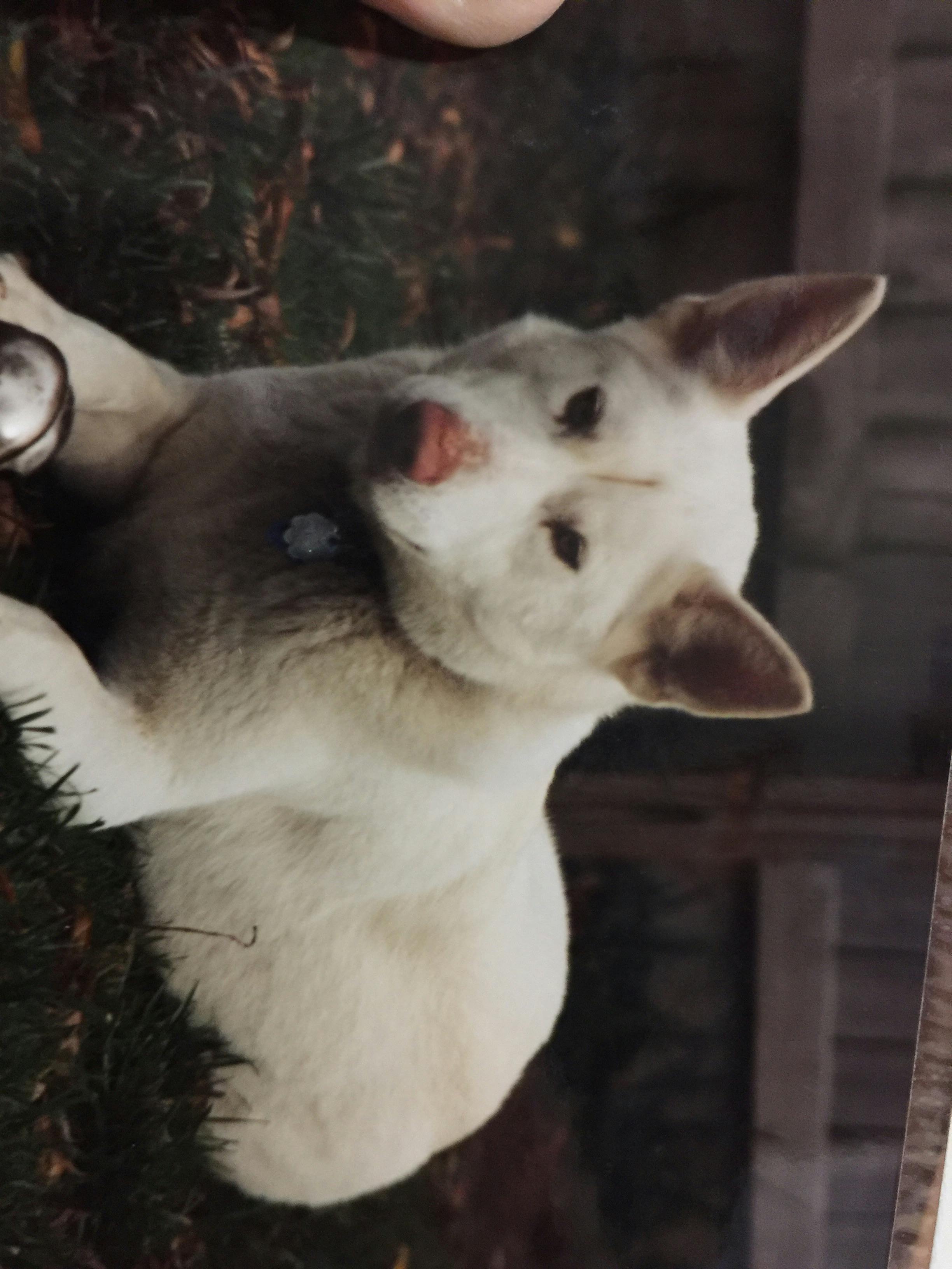 Myatuk's name story for White Fang Inspired Dog Names