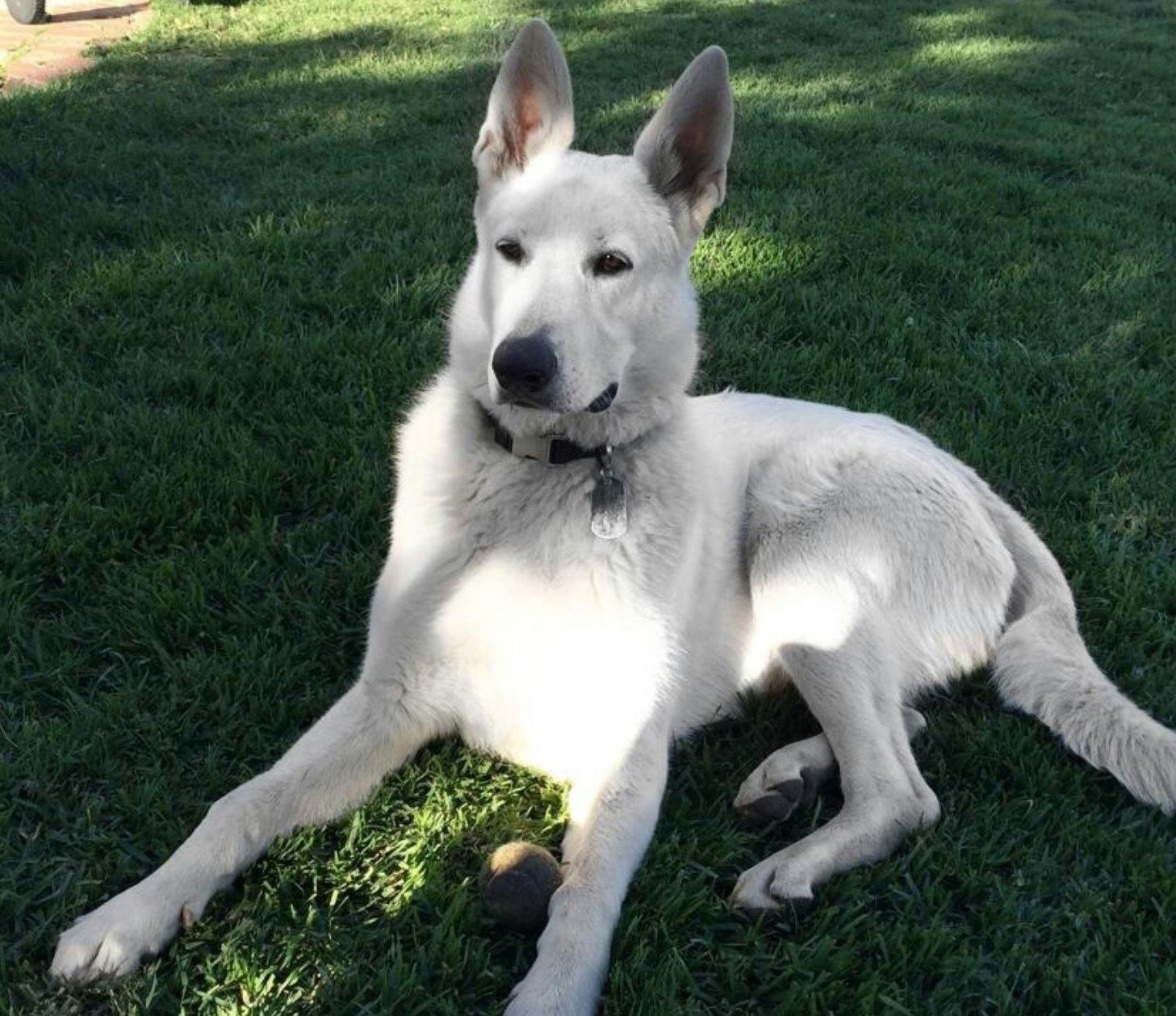 White German Shepherd Bolt