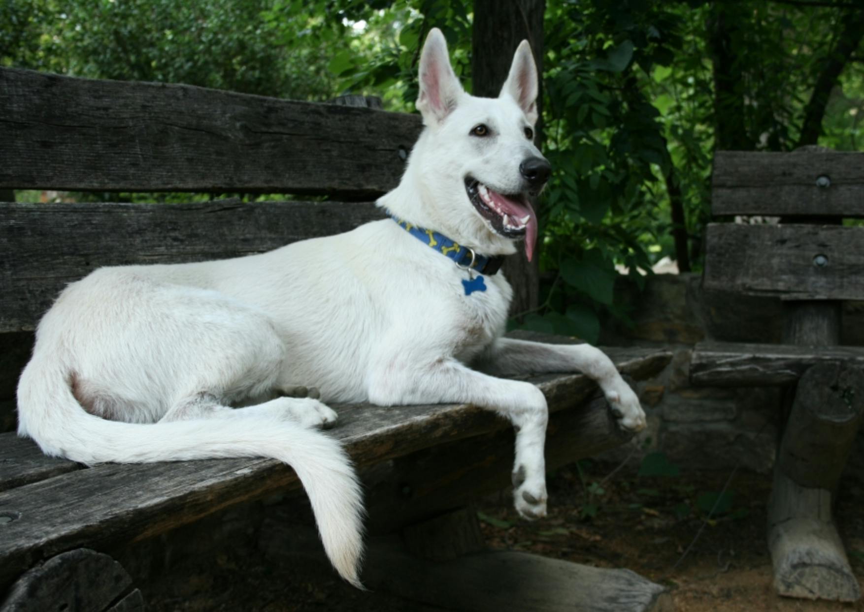 Ice's name story for White German Shepherd Dog Names