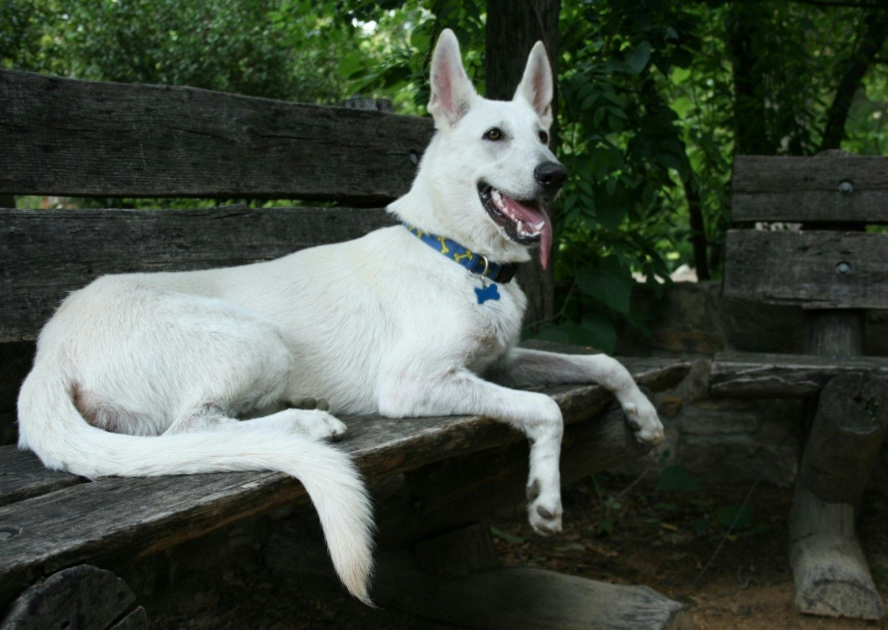 female white german shepherd