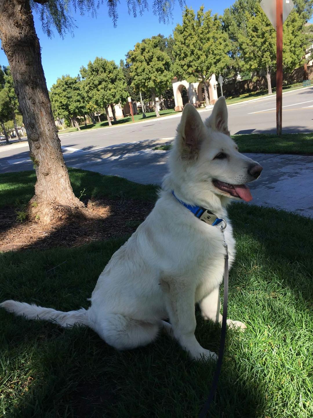 Cotton's name story for White German Shepherd Dog Names