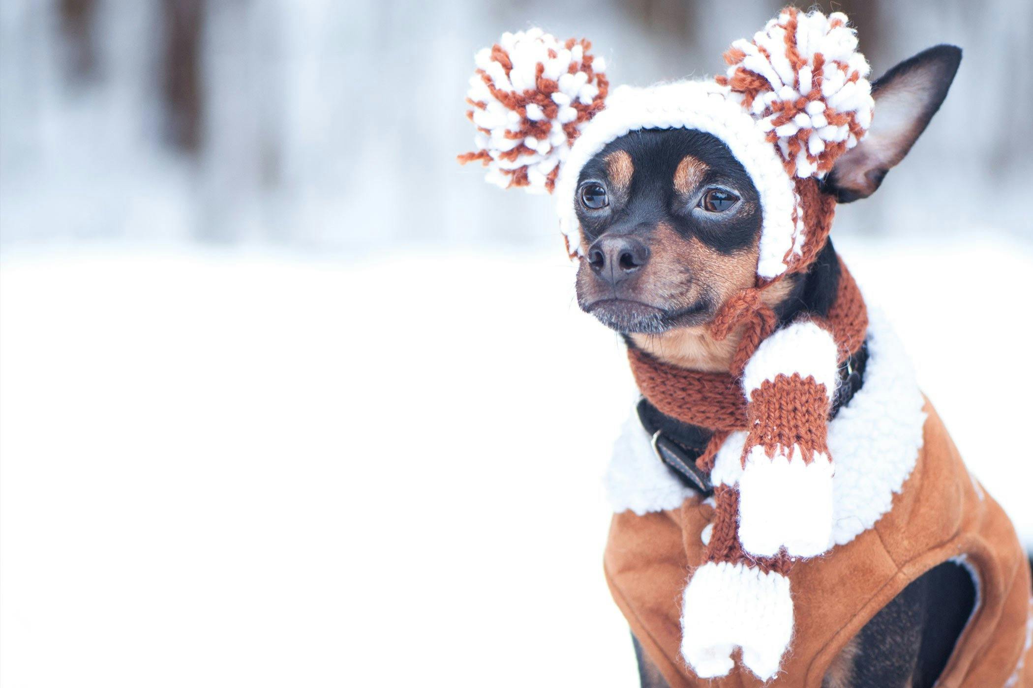 Winter Dog Names Female