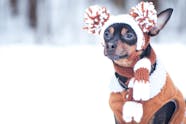 Winter Dog Names Popular Male And Female Names Wag 