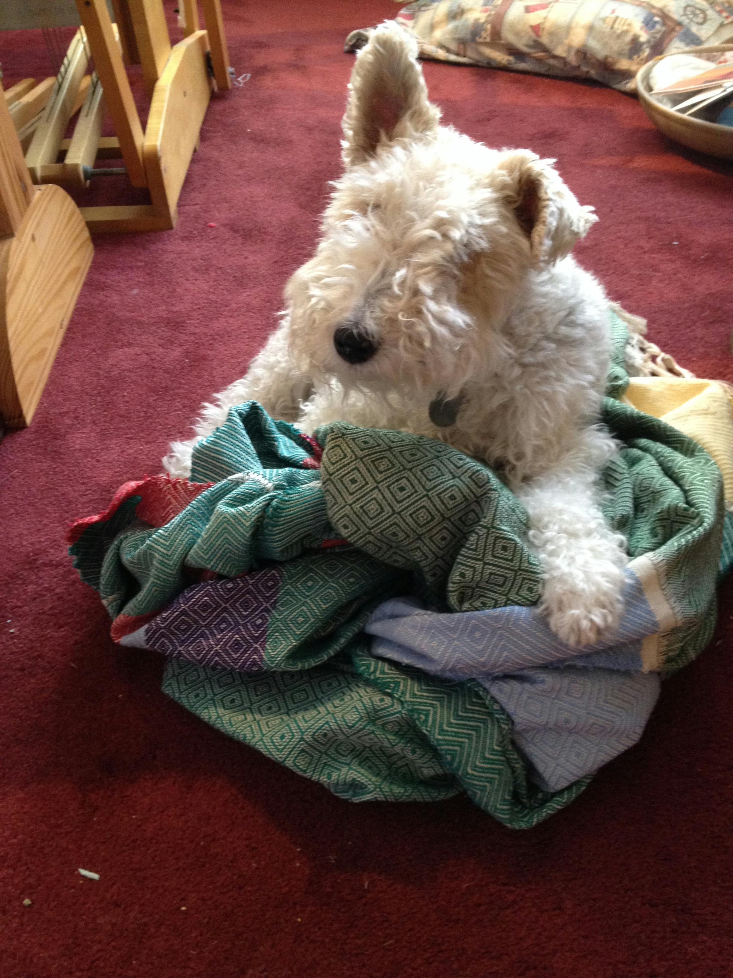 Scarlett violet twinkle's name story for Wire Fox Terrier Dog Names