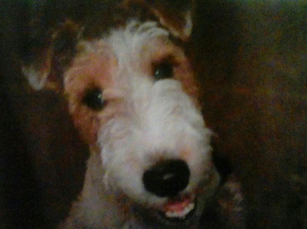 Trixie's name story for Wire Fox Terrier Dog Names