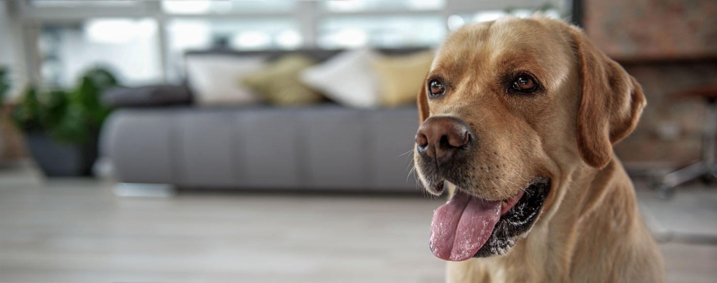 Labrador retriever apartment store living