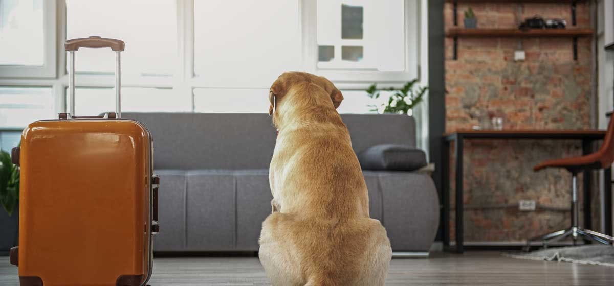 can-big-dogs-live-in-apartments