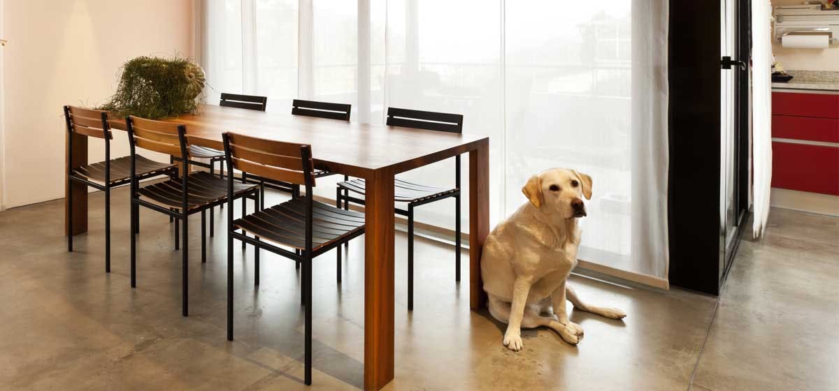 labrador retriever apartment living