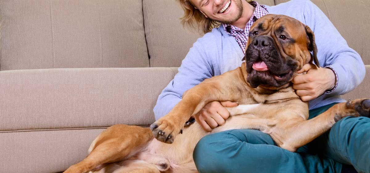 Can Big Dogs Live in Apartments? - Wag!