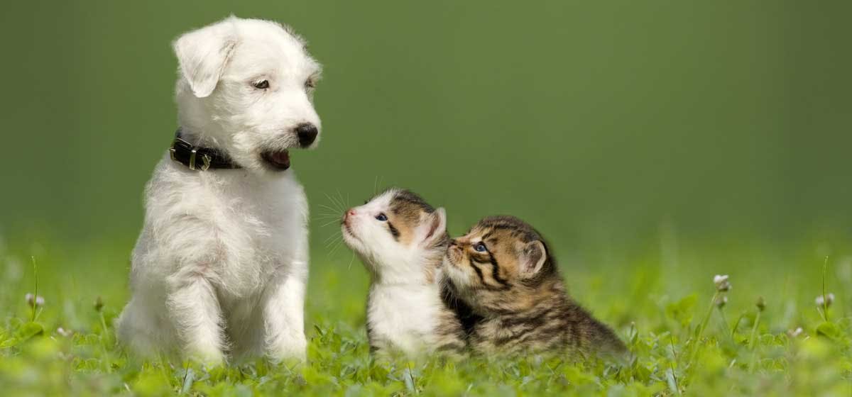 Can Dogs And Cats Be Friends? - Wag!