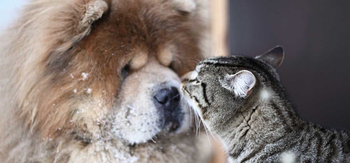 can-dogs-and-cats-be-friends