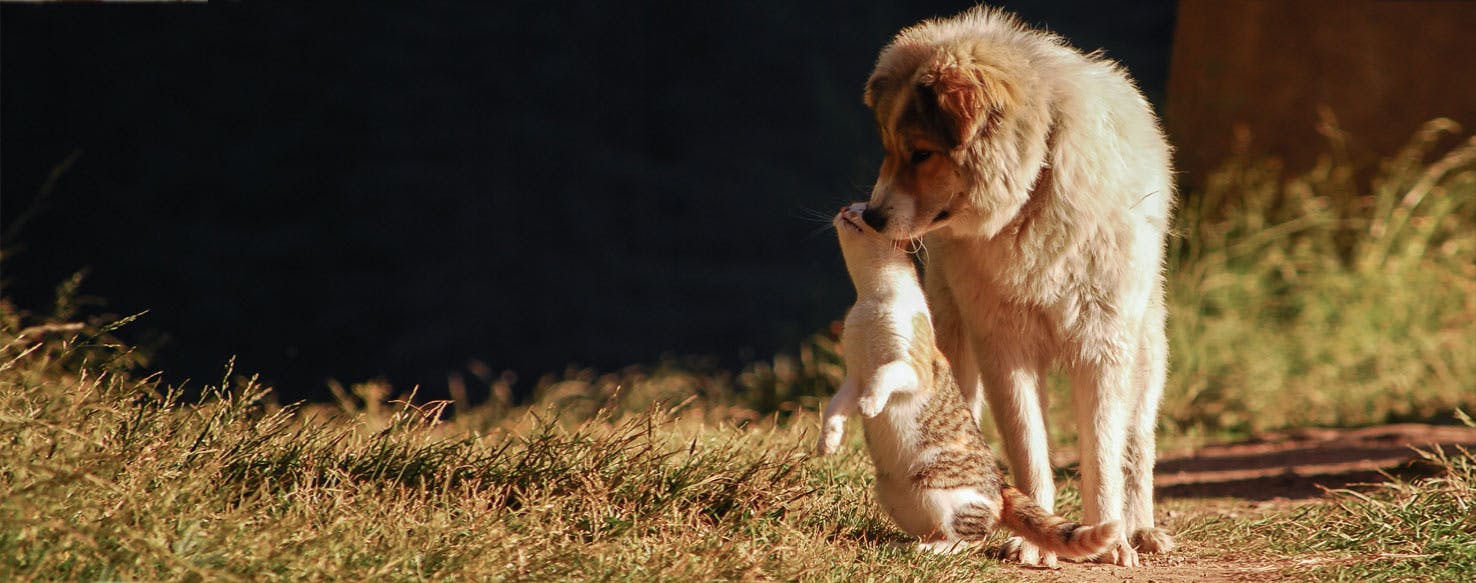 can dogs actually communicate with each other