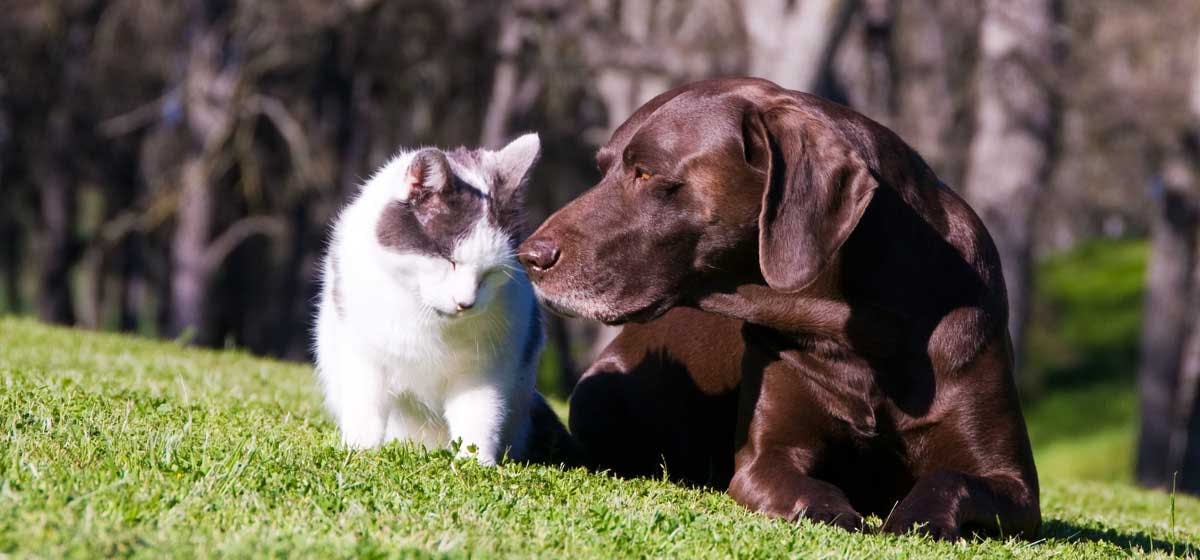 can cats and dogs talk to each other