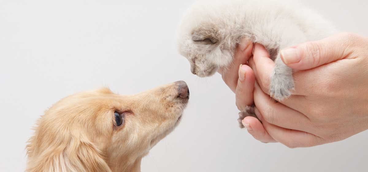 can-dogs-and-cats-communicate