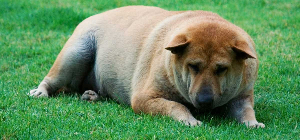 can-dogs-be-bloated