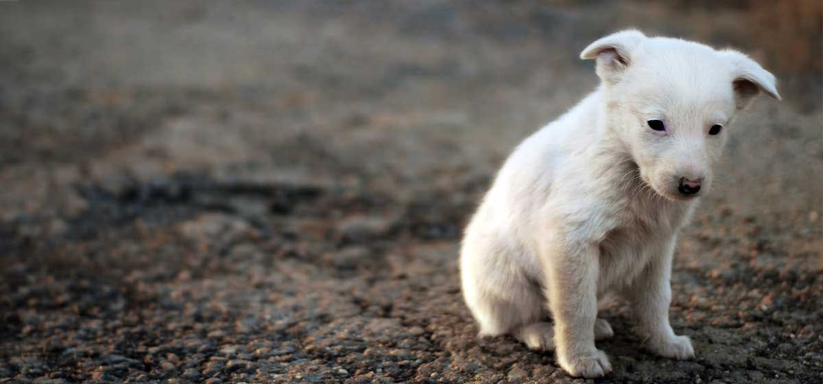 can-dogs-be-born-deaf