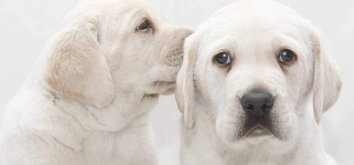 can-dogs-be-born-deaf