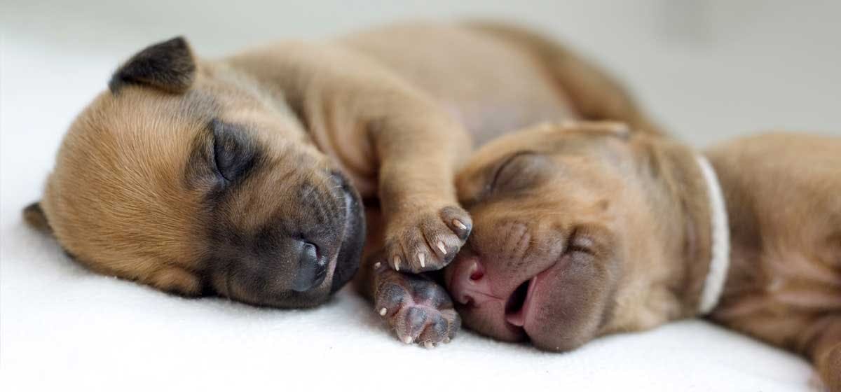 Signs of parvo store in newborn puppies