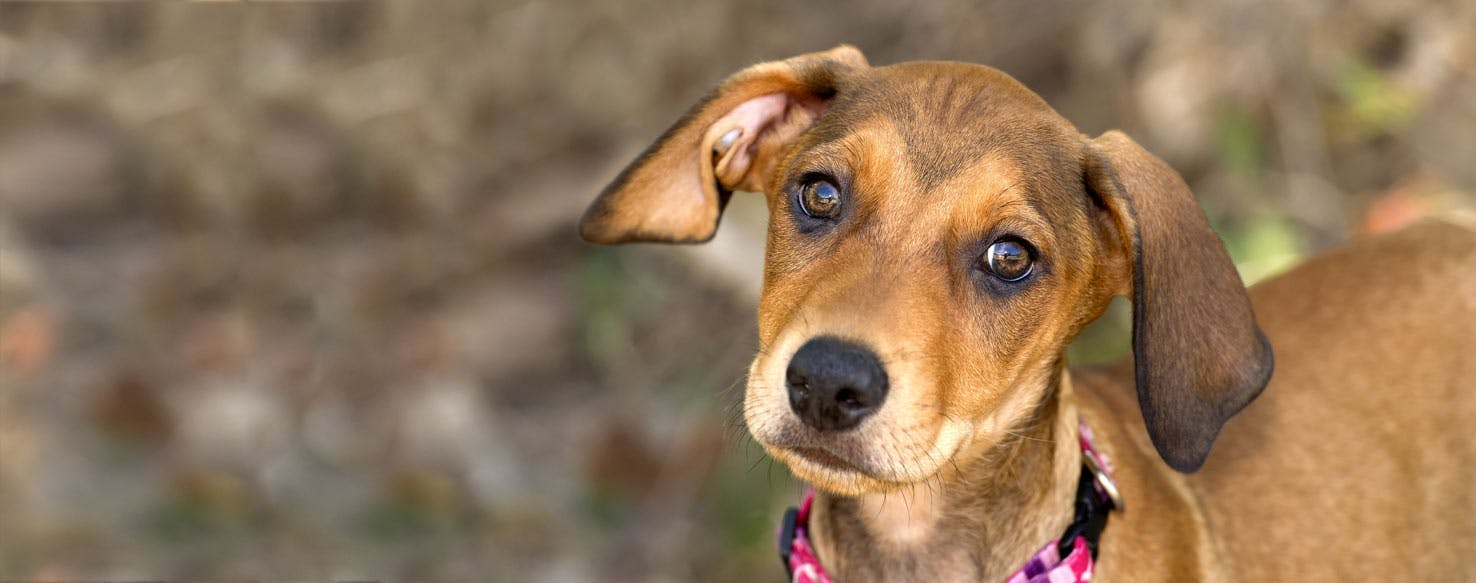 what colors do dogs see compared to humans