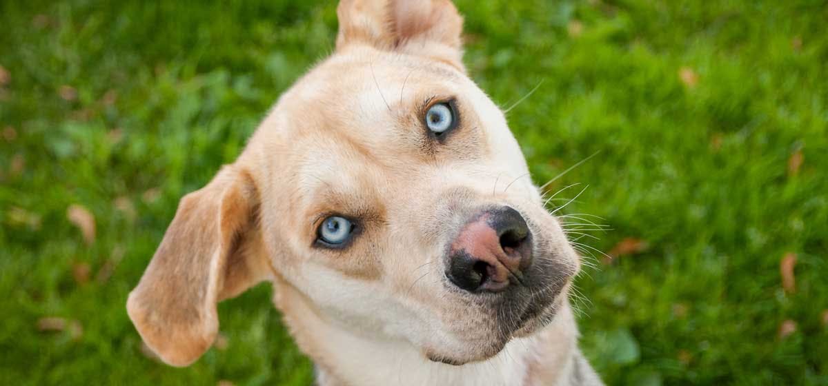 are light blue huskies eyes blind