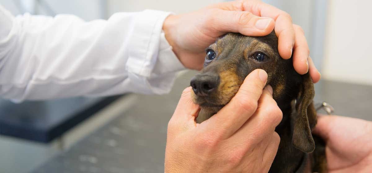 how can you tell if a dog is colorblind