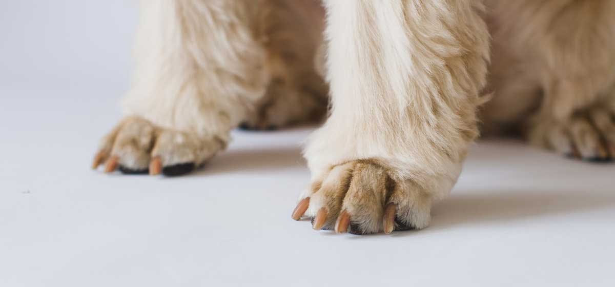 what does declawed dog mean