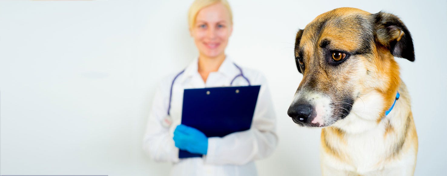 Can Dogs Be Diabetic?