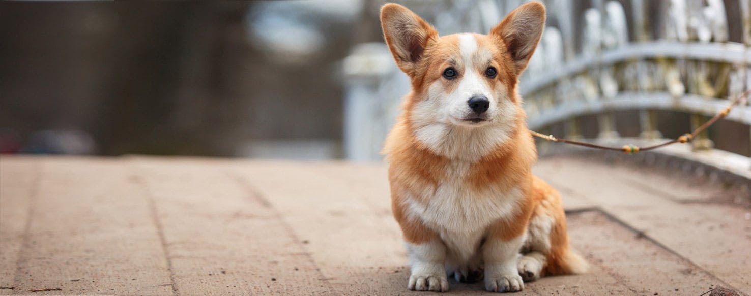 Dogs store with dwarfism