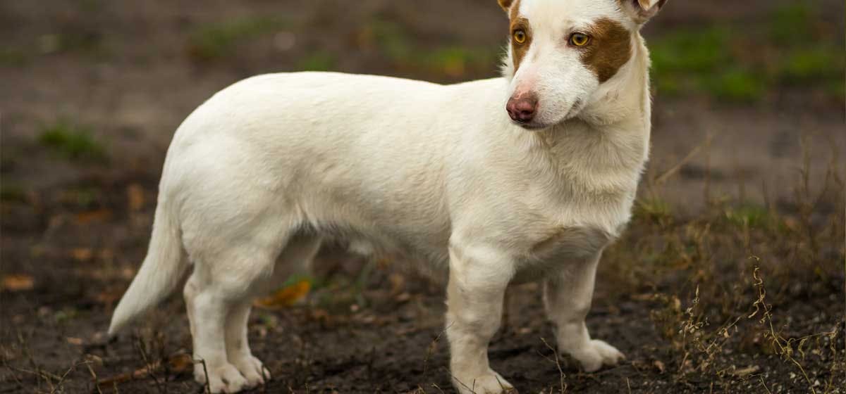 dwarf dogs