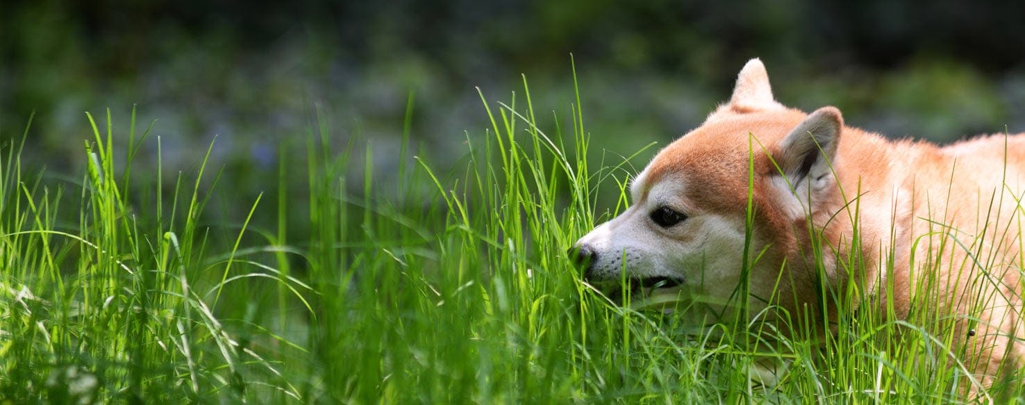 Can Dogs be Herbivores?