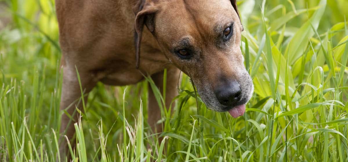 can-dogs-be-herbivores