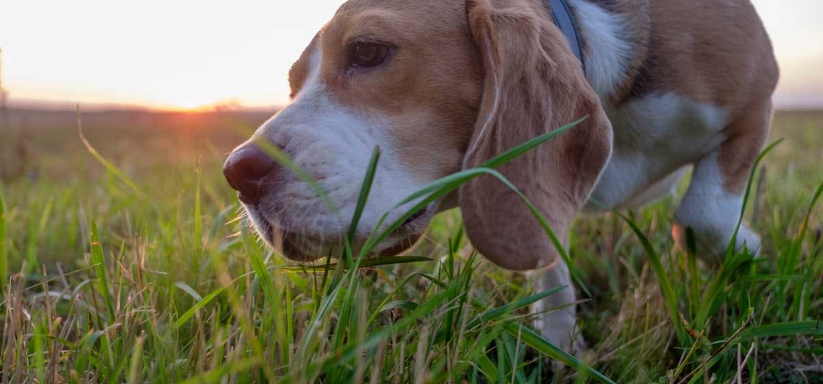 can-dogs-be-herbivores