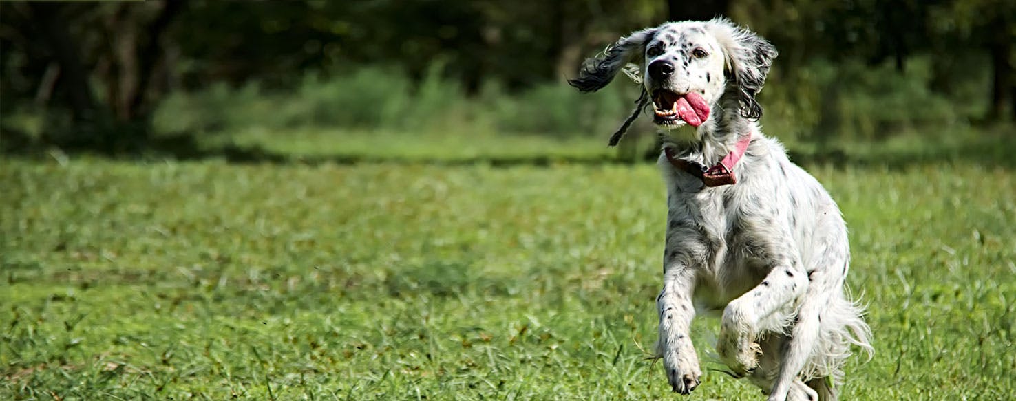 Can Dogs Be Hyperactive?