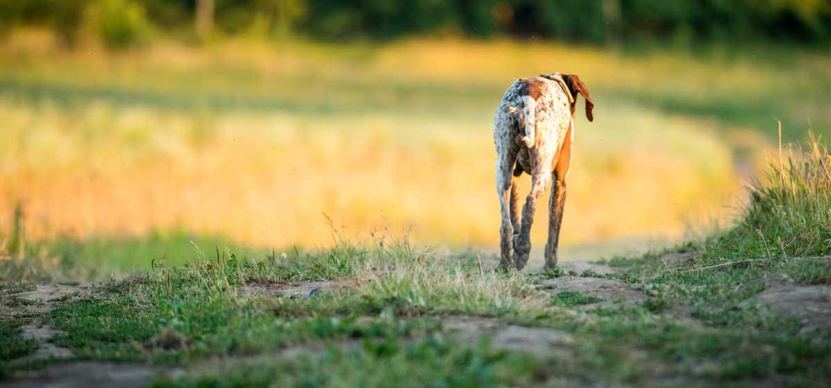 can-dogs-be-introverts