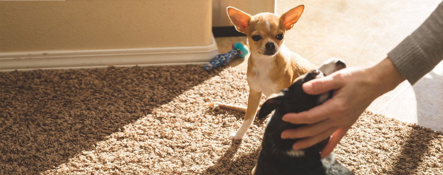 dog jealous of new dog