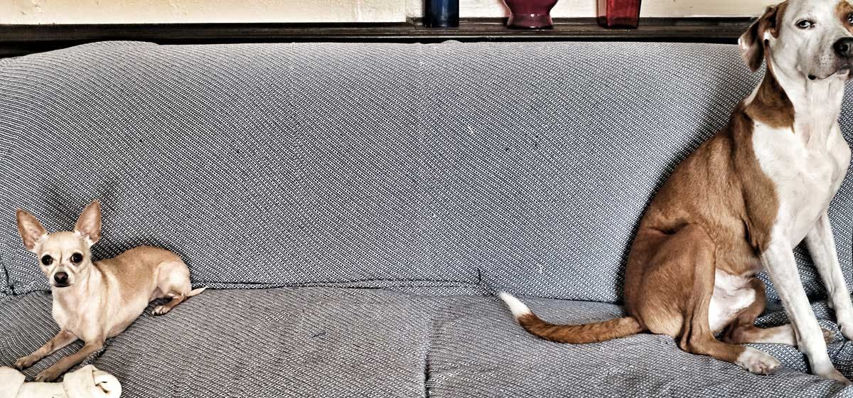 can-dogs-be-jealous